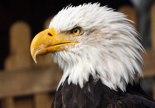 Bald Eagle photos