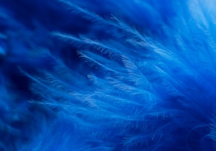 Feather textures