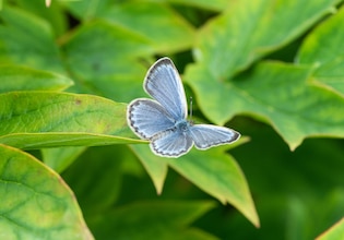 Butterfly photos