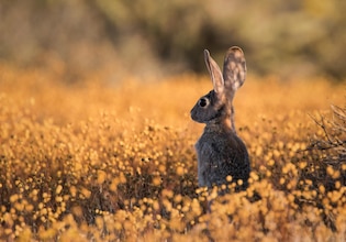 bunny photos