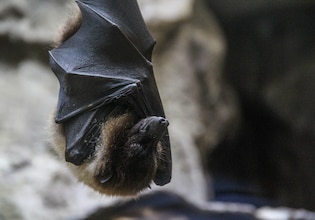 Bat photos