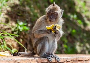 monkey photos