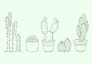 cactus drawings