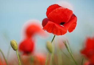 Red poppy photos