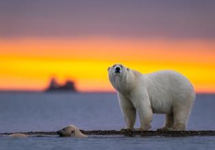 Polar bear photos