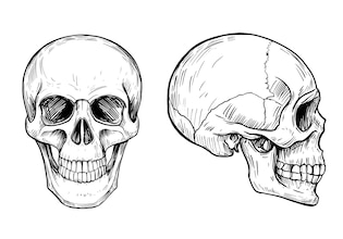 Skull drawings