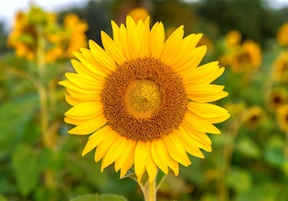 Sunflower photos